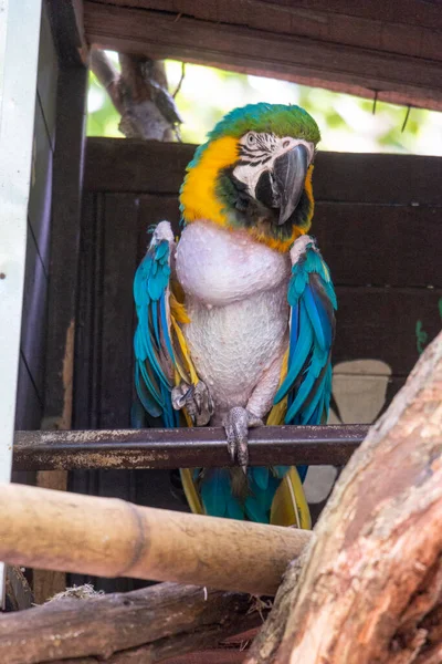 Kolombiyalı kuş Guacamaya tek başına duruyor