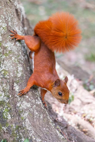 Eichhörnchen Läuft Menschen Davon — Stockfoto