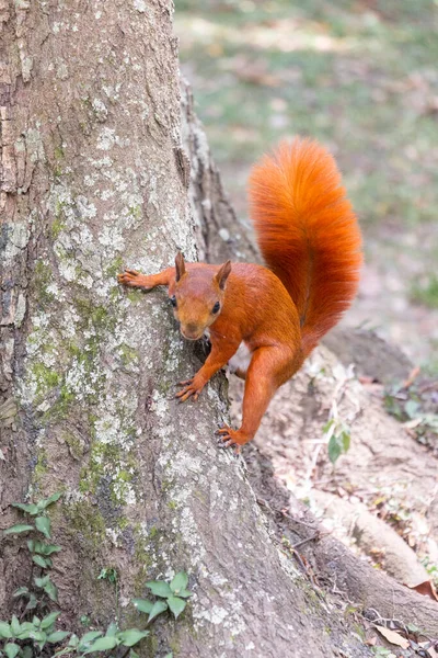 Sincap insanlardan kaçıyor.