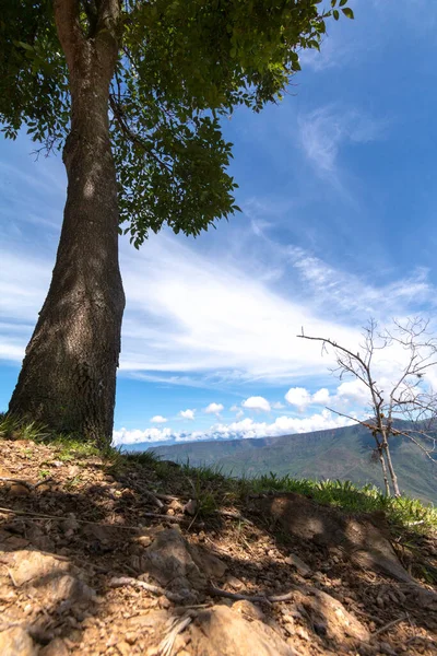 Güneşli bir günde bir ağacın gölgesinin insanlara getirebileceği bir büyü vardır.