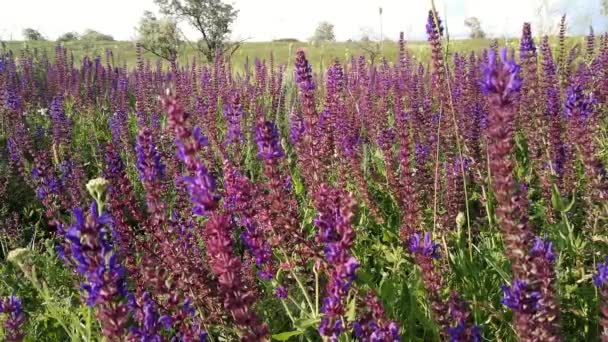 Campo Viola Salvia Vento Sventola Fiori Primavera — Video Stock