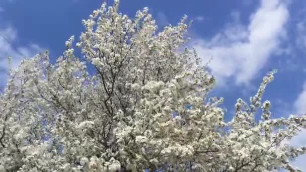 Grande Hermoso Ciruelo Floreciente Jardín Primavera — Vídeos de Stock
