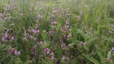 Çayırdaki yeşil çimenler ve mor çiçekler. Bahar havası.