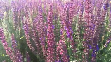 Bilge mor alan. Rüzgâr çiçekleri çırpıyor. İlkbahar.