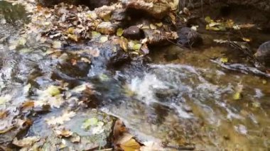 Ormanın içinden küçük bir dere akar. Sonbahar zamanı.
