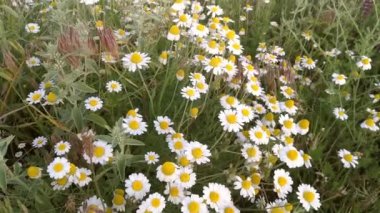 Papatyalı tarla. İlaçta kullanılan bitkiler..