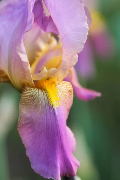 Fioletowa Tęczówka Rośnie Łące Ogrodzie Kwiaciarnia — Zdjęcie stockowe