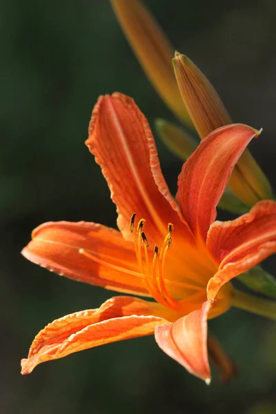 Koyu arkaplanda güzel turuncu bir gün.. 