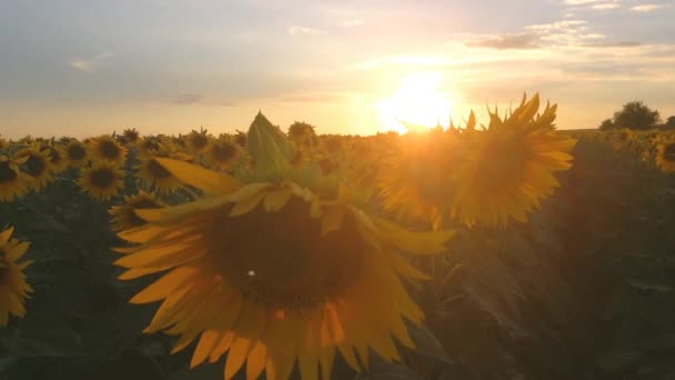 Campo Girassóis Retroiluminado Pela Luz Solar Pôr Sol — Vídeo de Stock