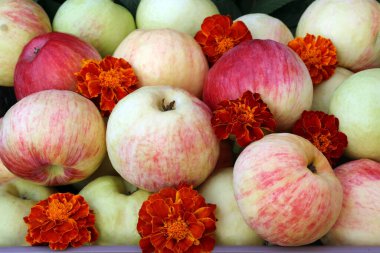 Olgun, sulu elmalar ve kadife çiçekleri. sağlıklı gıda konsepti