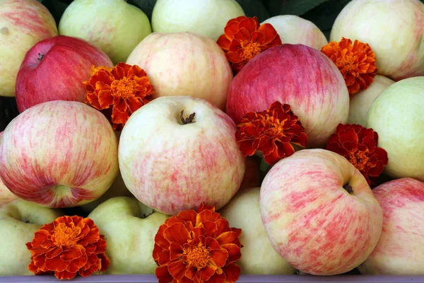 Olgun, sulu elmalar ve kadife çiçekleri. sağlıklı gıda konsepti