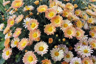 Koreli kasımpatı çalıları sonbahar bahçesinde koyu yeşilliklerin arka planında