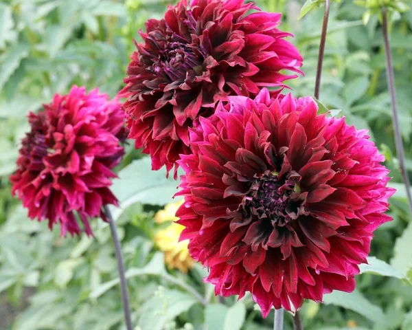 Jasne Ciemnoczerwone Kwiaty Dahlii Tle Światła Liści Świetle Dziennym — Zdjęcie stockowe