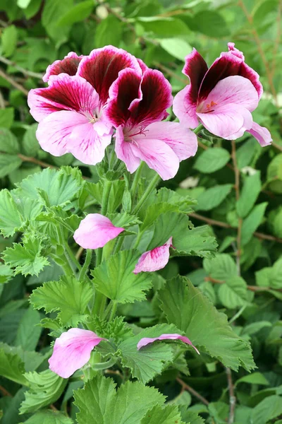 Königlicher Pelargonium Regal Pelargonium Oder Pelargonium Grandiflorum Pelargonium Grandiflorum Tropft — Stockfoto