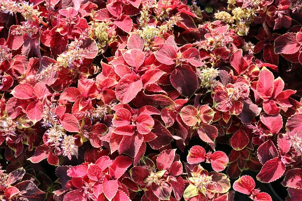 Hojas Color Rojo Brillante Flores Originales Planta Del Coleus Fondo —  Fotos de Stock