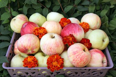 parlak sulu sonbahar elmaları ve portakal kadife çiçekleri. vejetaryen gıda konsepti