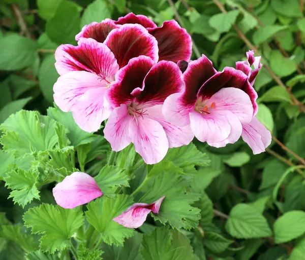 ペラルゴニウム Pelargonium または英語 Dominum Hybrids それ以外の場合は大きな花を咲かせるペラルゴニウム Grandiflorum 明るい緑を背景にしたオリジナル花 — ストック写真