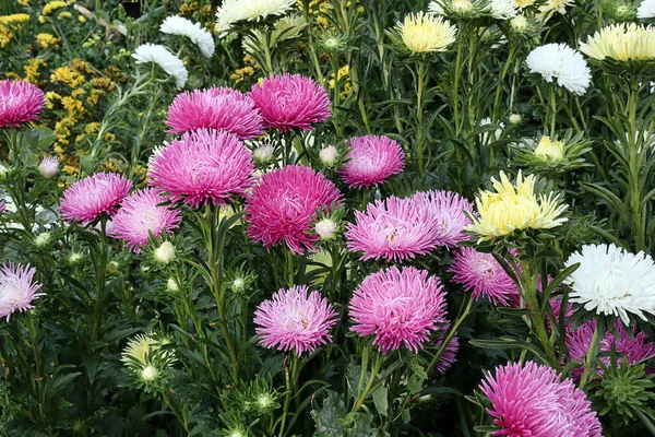 Kwiat Ogród Jasnych Asterów Letnim Dniu Pod Jasnym Słońcem — Zdjęcie stockowe