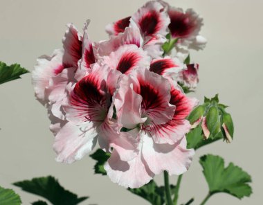 Bulanık yeşil yapraklarla tamamlanmış açık arkaplan üzerinde orijinal beyaz ve kırmızı sardunya çiçekleri (kraliyet pelargonyumu)