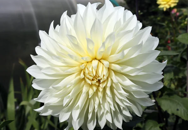 Wspaniały Biały Kwiat Dahlii Ogrodzie Letni Słoneczny Dzień — Zdjęcie stockowe