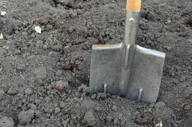 Yere saplanmış demir bir kürek. Bahçe işleri için hazırlık süreci. fotoğraf doğal ışıkta