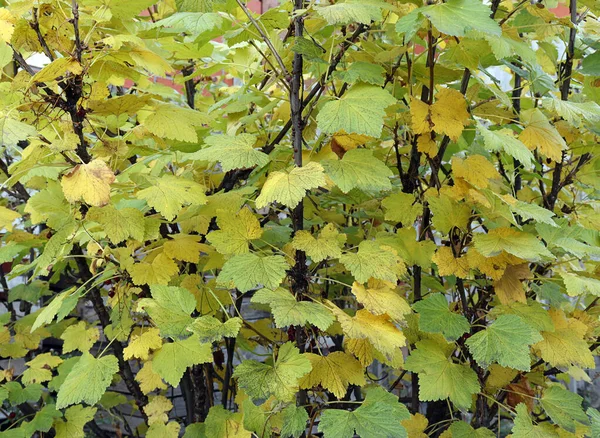 Folhagem Amarela Verde Arbusto Passa Corinto Vermelho Outono Foto Jardim — Fotografia de Stock