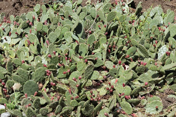 Een Bloembed Het Park Met Een Stekelige Perenplant Latin Opuntia — Stockfoto