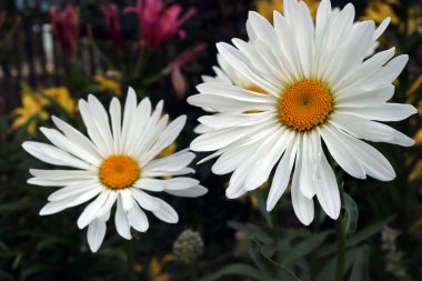 Renkli çiçeklerin arka planında büyüleyici beyaz papatyaların fotoğrafı. Beyaz papatya