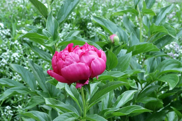 Czerwony Kwiat Piwonii Tle Jasnej Zieleni Ogrodzie — Zdjęcie stockowe