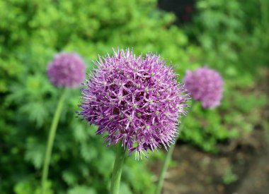 Parlak yeşilliğin bulanık arka planında çiçek açan leylak rengi (Latin allium)