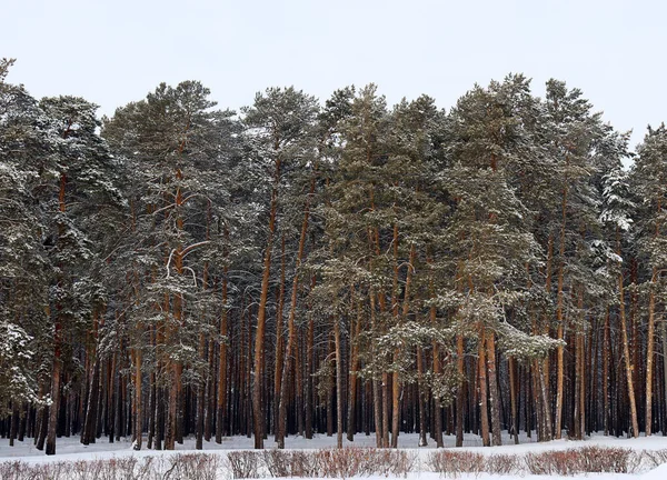 多云的冬日 松林和雪地里的小树 — 图库照片