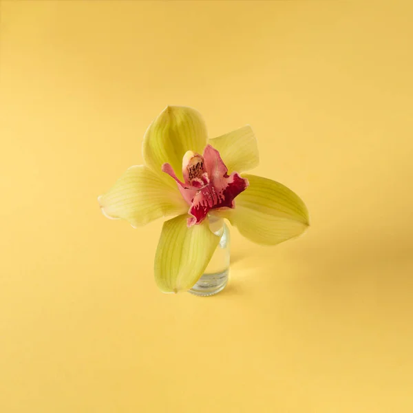 Монохромное Изображение Желтой Орхидеей Желтом Фоне Мягкой Тенью — стоковое фото