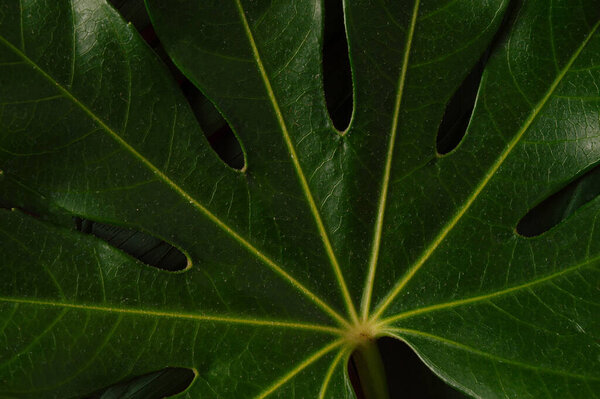 Green tropical palm leaves lie on the ground. Copy space, top view, sand color, summer, tropic,layout, closeup