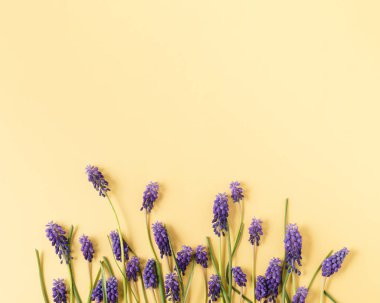 Sarı arka planda mor çiçekli yatay kompozisyon. Minimalist fikir.