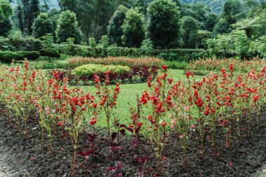 Garden view with multi colored blooming flowers and trees, Stylish Gardening design ideas.