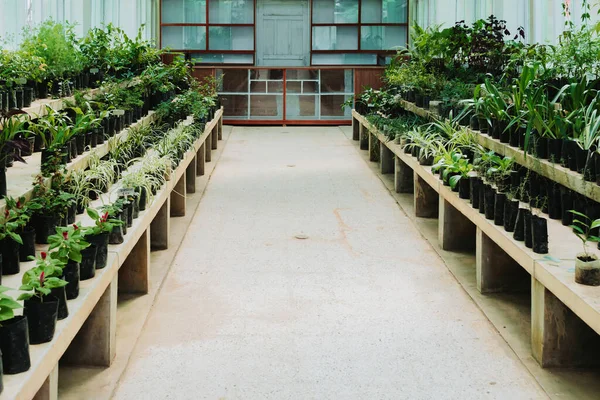 Nursary Plants Growing Green House Kept Growing Selling Purpose Small — ストック写真