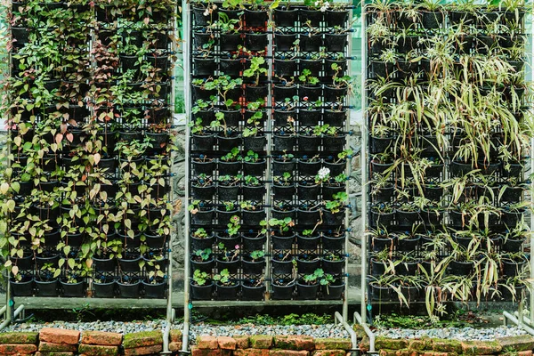 Varieties of Green House nursary plants growing on flower pots in Botanical Garden. Small business and home gardening concept.