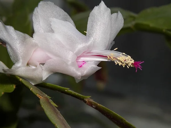 Siyah arka planda beyaz aralık. Kapalı alan çiçeği. Yakın plan. Kopyalama alanı ile seçmeli odak.