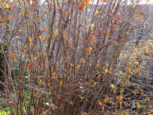 Sonbaharda yapraklar sonbaharda dökülür.