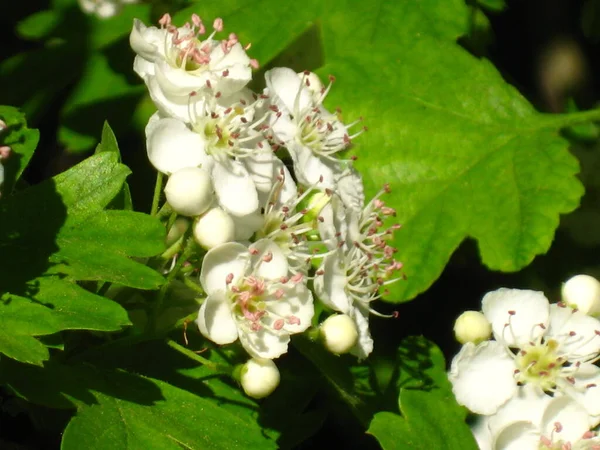 Doğanın güzel doğası