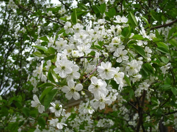 Doğanın güzel doğası