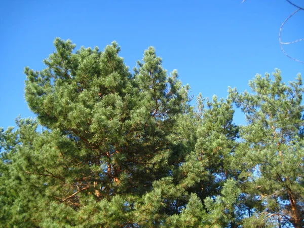 Doğanın güzel doğası