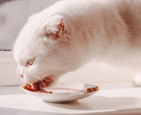 Hungry white scottish fold cat eating wet cat food canned food in a plate on a white windowsill — Stock Photo, Image