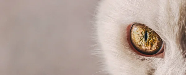 Eye of a white cat close-up with space for text — Stock Photo, Image