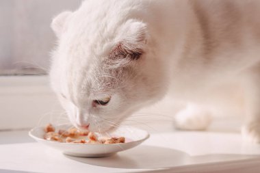 Beyaz İskoç kedisi beyaz bir pencere pervazında kedi maması yiyor.