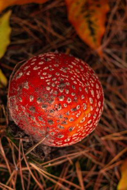 Sonbahar ormanı manzarasında yukarıdan güzel kırmızı sinek agariği.