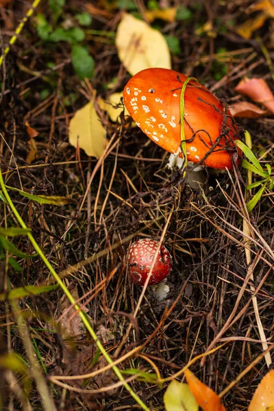 Sonbahar ormanı manzarasında yukarıdan güzel kırmızı sinek agariği. — Stok fotoğraf