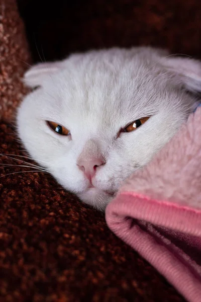 Bílá skládací kočka leží pod teplou růžovou přikrývkou. Kočka spí ráno pod přikrývkou — Stock fotografie