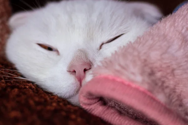 Beyaz katlı kedi sabahları sıcak bir battaniyenin altında uyur. — Stok fotoğraf