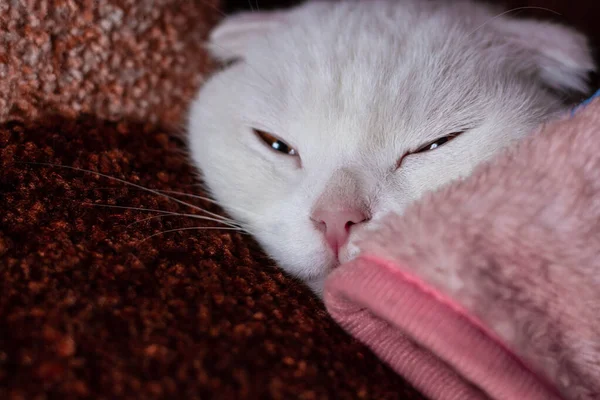 Beyaz tembel kedi, pembe bir battaniyenin altında yarı gözlerle yatıyor. — Stok fotoğraf